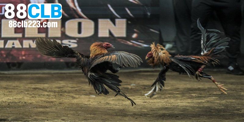 Đá Gà 88CLB 1 Khám phá về lịch sử hình thành đá gà 88CLB