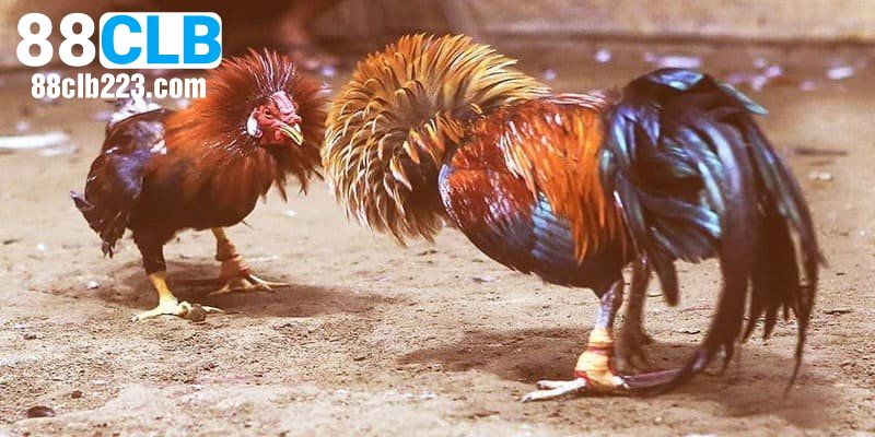 Đá Gà 88CLB 3 Luật chơi đá gà đơn giản cho thành viên mới
