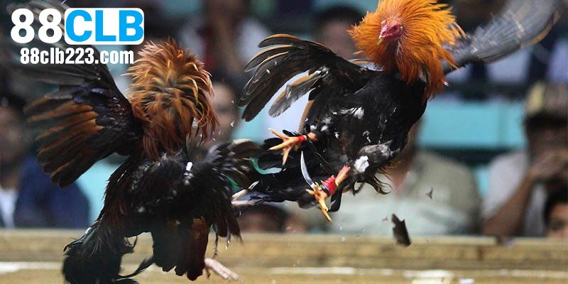 Đá Gà 88CLB 2 Tính năng giúp sảnh đá gà tại nhà cái được ưa chuộng